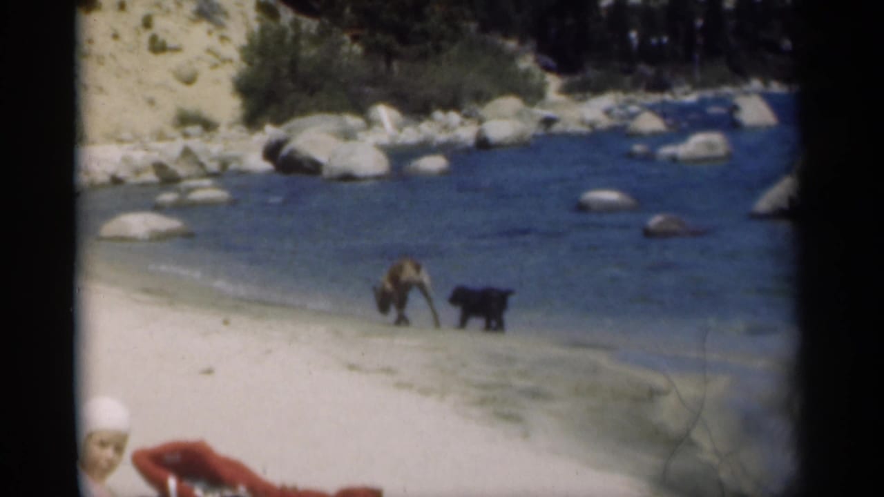 Seated girl in a white cap watches two dogs near the water on a sandy shoreline.