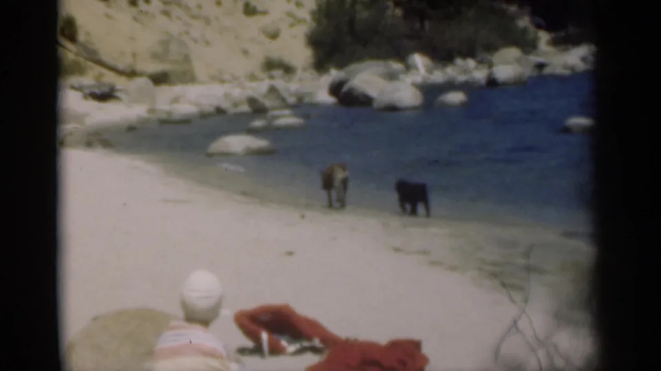 The girl remains seated at the sandy edge while two dogs move along the waterline in archival 8mm footage.