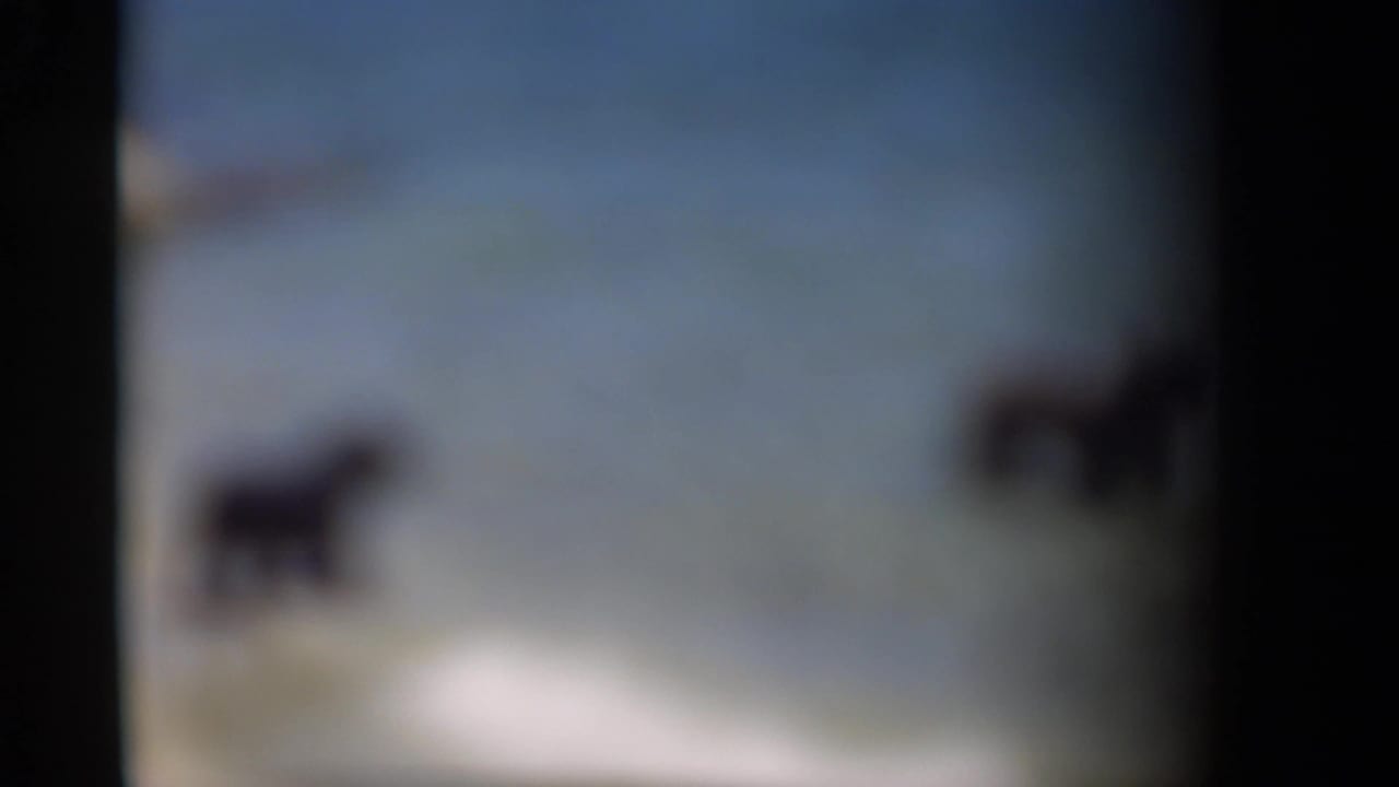 Soft, out-of-focus frame showing two dogs near shallow water and shoreline.