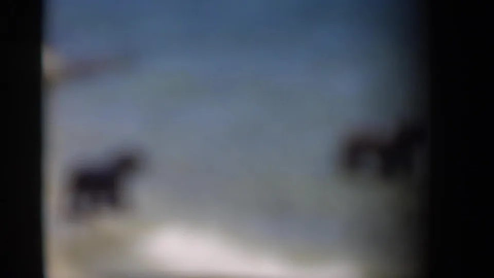 Out-of-focus 1949 8mm frame from the New Orleans clip showing two dogs near shallow beach water.