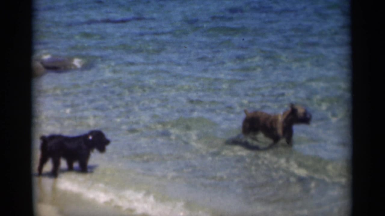 Black dog at the shoreline while a brown dog stands in shallow water.