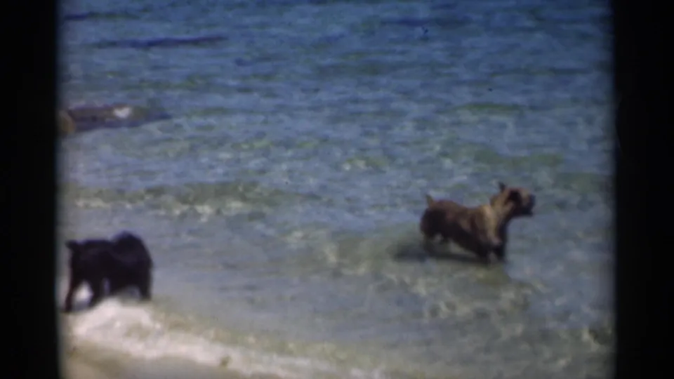 A 1949 New Orleans home-movie frame shows two dogs separated across shallow surf, with soft color and visible film grain.
