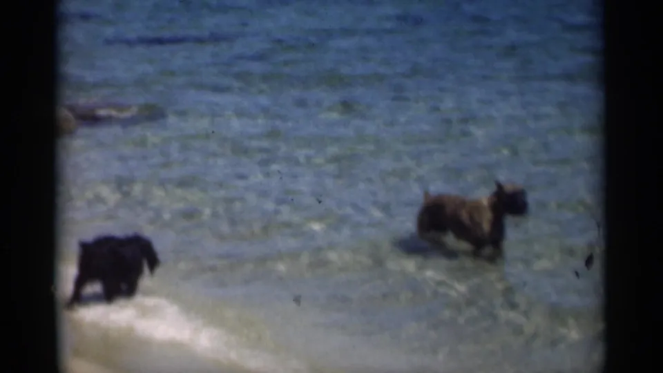 1949 8mm home-movie frame showing a black dog near shore and a brown dog wading in sunlit shallow water.
