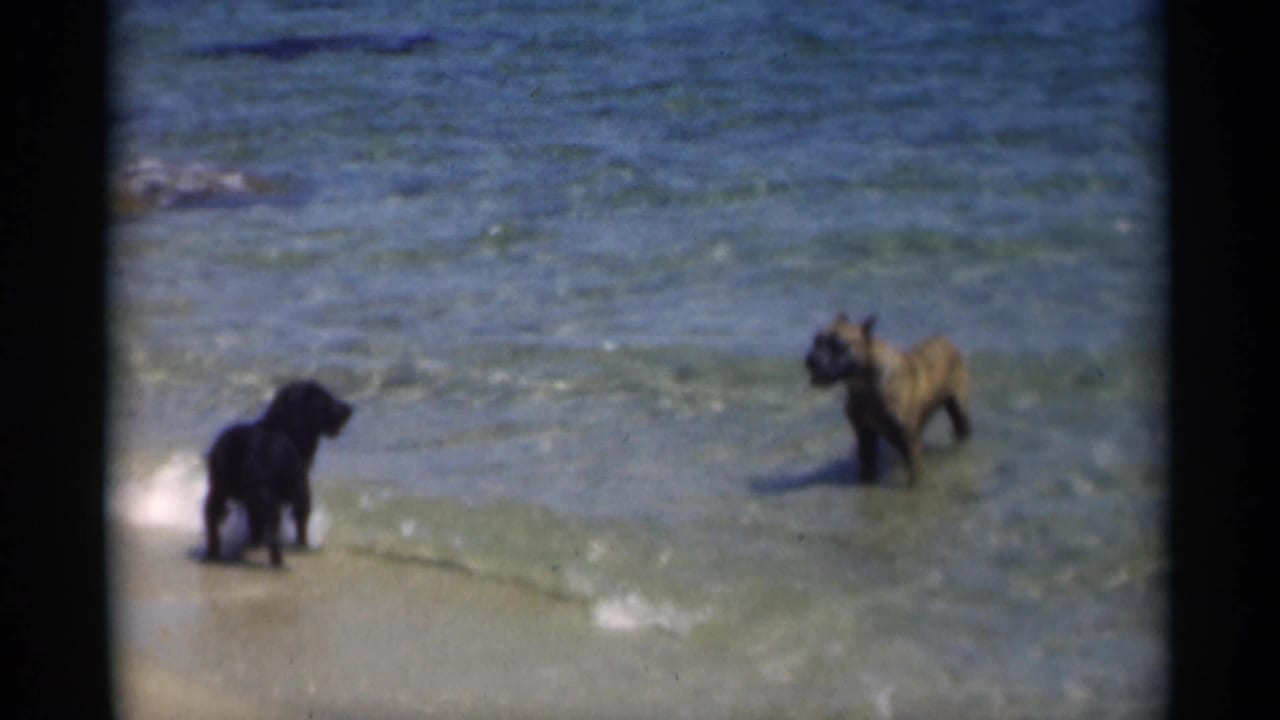 Two dogs stand in shallow surf beside a sandy beach.