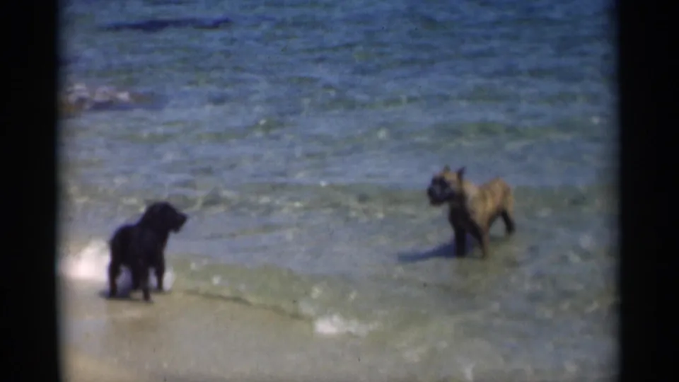 In 1949 Louisiana beach footage, a black dog and a brindle-colored dog stand apart in clear shallow surf near the sand.