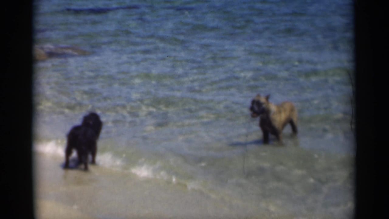 Two dogs face each other in clear water near the beach.