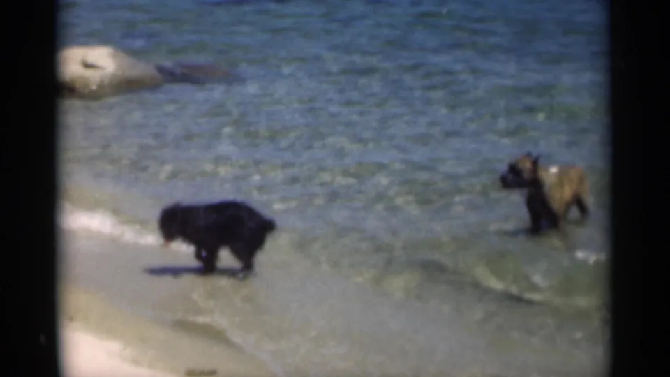 The black dog lowers its head near the wet shoreline as the brindle-colored dog remains in shallow surf.