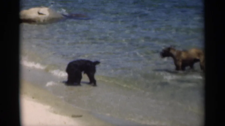 A black dog sniffs at the waterline while a brindle-colored dog wades farther out in the shallow surf.