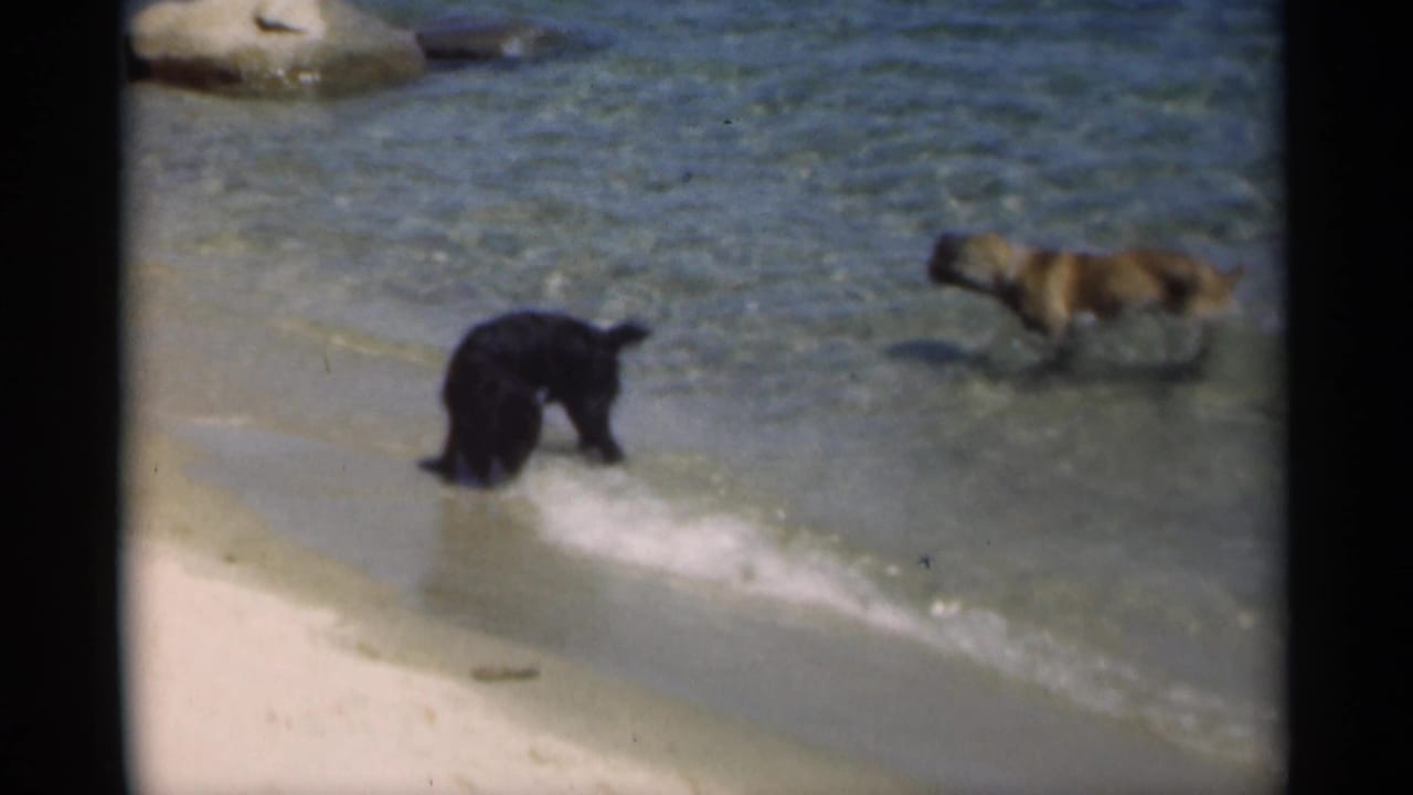 Two dogs play at the edge of shallow surf on a sandy New Orleans beach in 1949 home-movie footage.