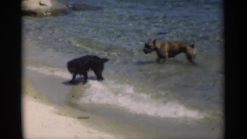 A black dog stands near the foamy edge while a brindle dog wades through shallow water in 1949 Louisiana beach footage.