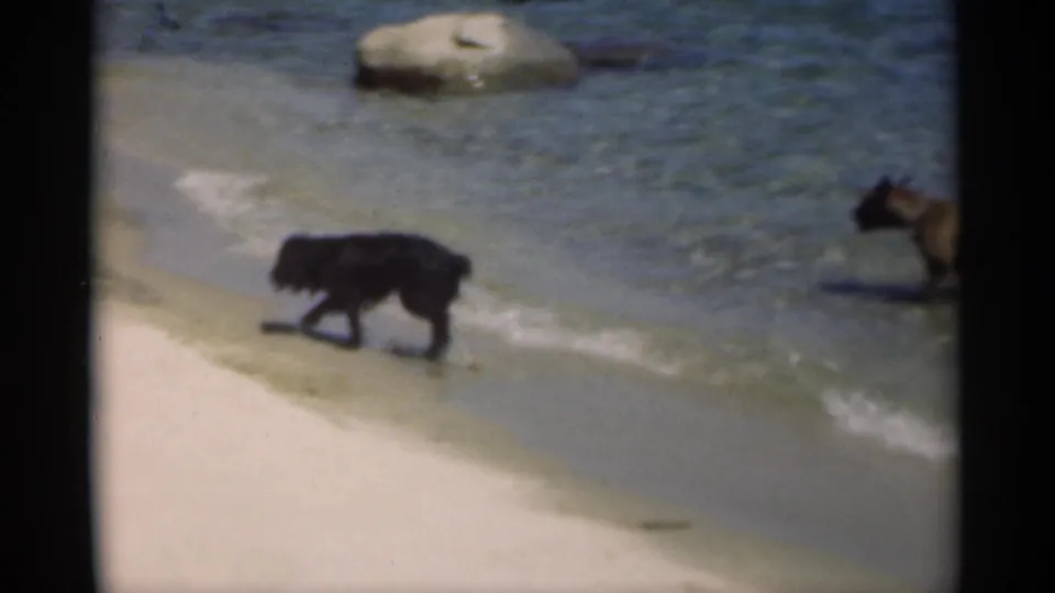The black dog walks along wet sand at the waterline, with the second dog partly visible near the right edge of the 8mm frame.