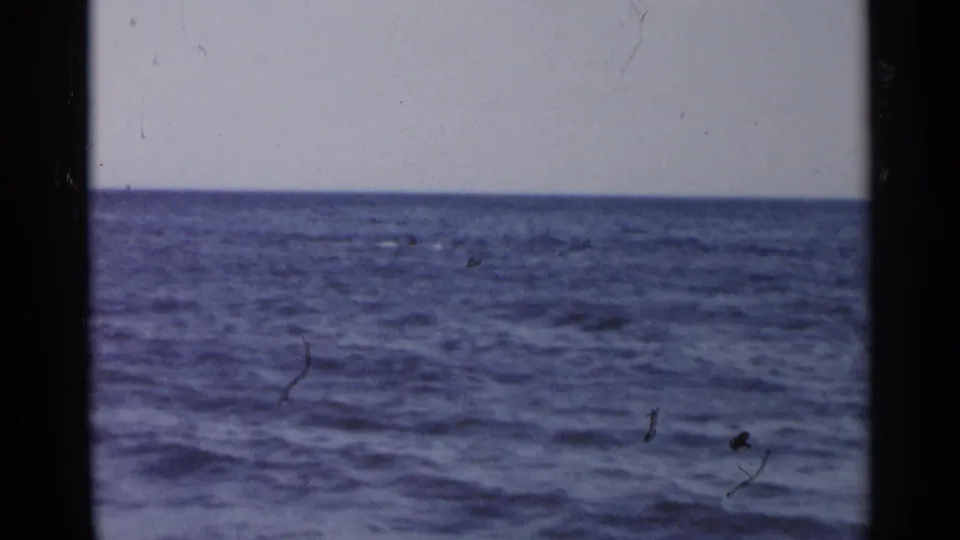 1954 New York 8mm frame showing a calm ocean horizon after the distant surfacing action.