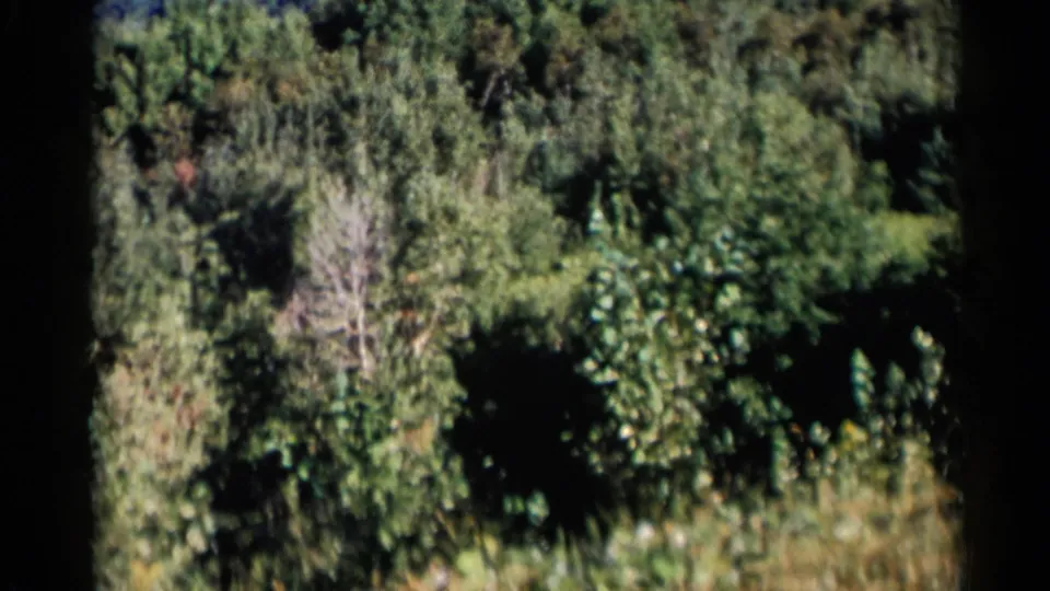 1955 8mm home-movie frame focused on dense trees and shrubs below the Lake George-area hillside panorama.