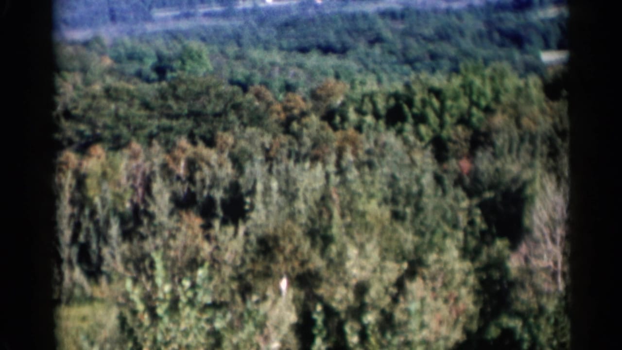 Aerial forest view with a tree canopy filling most of the frame and open land beyond.