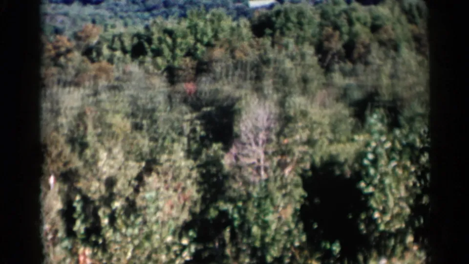 1955 Lake George-area 8mm frame showing a closer pass over dense mixed trees and brush, with soft focus and saturated greens.