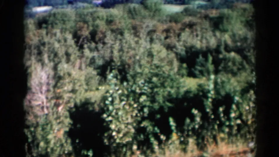 1955 Lake George-area aerial frame of dense woodland, shadowed canopy and a small pale feature near the upper edge of the landscape.
