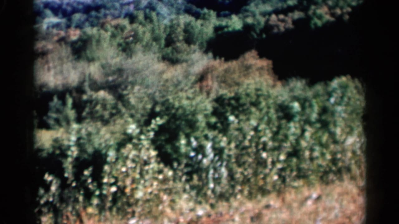 Dense lakeside vegetation with dark 8mm frame borders.
