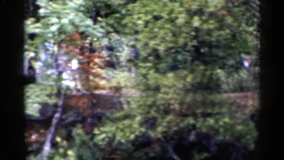 Soft 8mm view of dense trees, rocks, and undergrowth near Lake George during the wooded outing.
