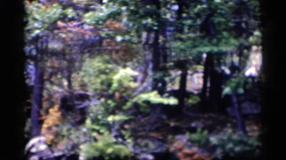 A shaded Lake George picnic area appears through trees, with rocks, foliage, and a table partly obscured.