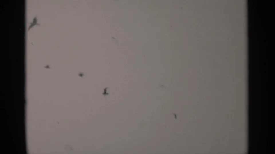 1956 Cape Cod home-movie frame centered on gulls flying through a washed pale sky above a low bay horizon.