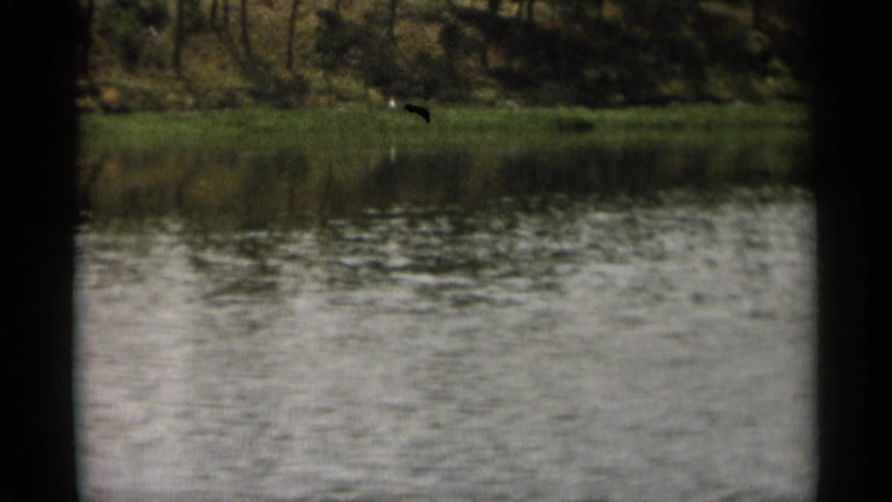 Calm water and grassy tree-lined shoreline seen from a moving boat.