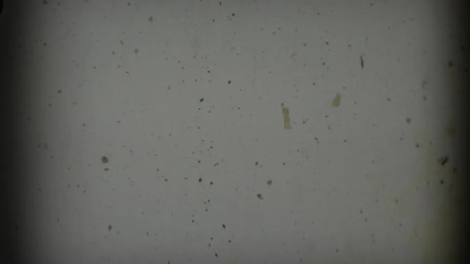 A second 8mm leader frame shows the physical-film surface, scattered specks, mild discoloration, and dark frame-edge shading.
