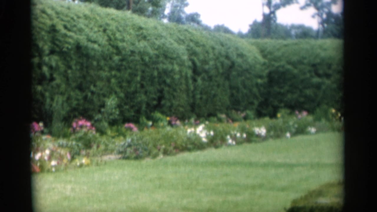 Manicured lawn with tall hedges and flower beds in soft 8mm color.