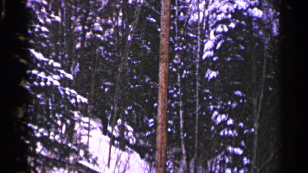Snowy evergreen forest with a tall tree trunk near the center and dark foreground edges.
