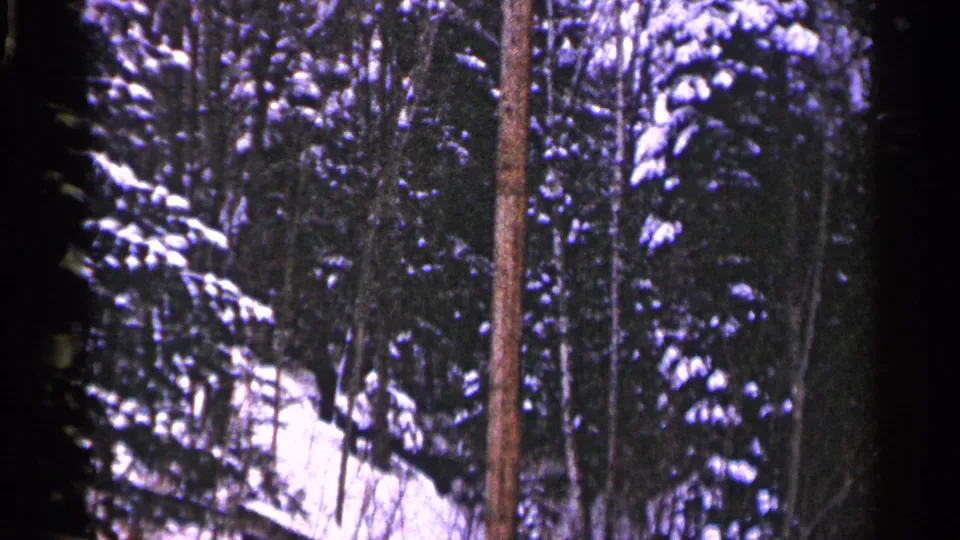 1960 8mm Duluth winter forest view with snow on evergreen branches and a prominent reddish trunk in the foreground.