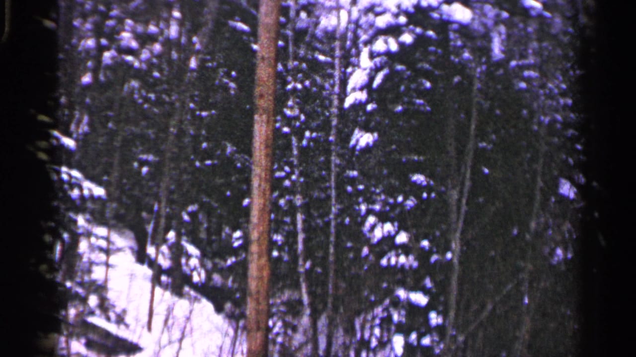 Duluth winter woodland on 8mm film, showing snowy evergreen branches behind a dark foreground tree trunk.