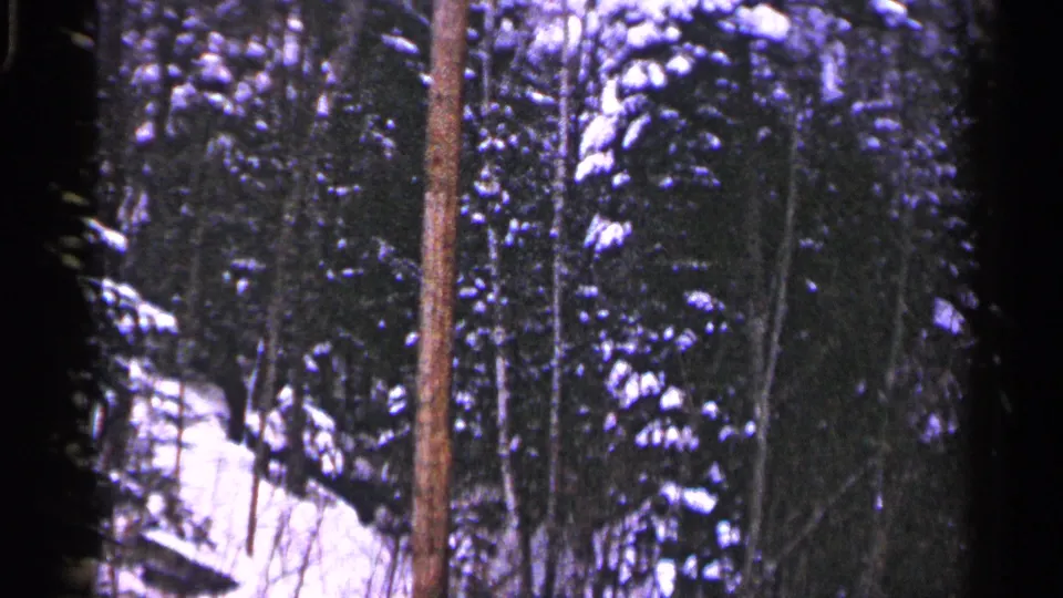 Duluth winter woodland on 8mm film, showing snowy evergreen branches behind a dark foreground tree trunk.