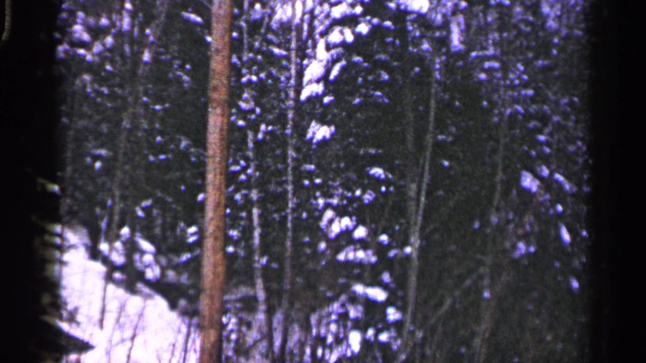 1960 Duluth home-movie frame of a snowy forest, with a reddish trunk rising before dark evergreens and white ground snow.
