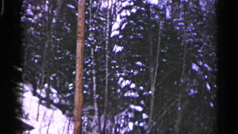 1960 Duluth home-movie frame of a snowy forest, with a reddish trunk rising before dark evergreens and white ground snow.