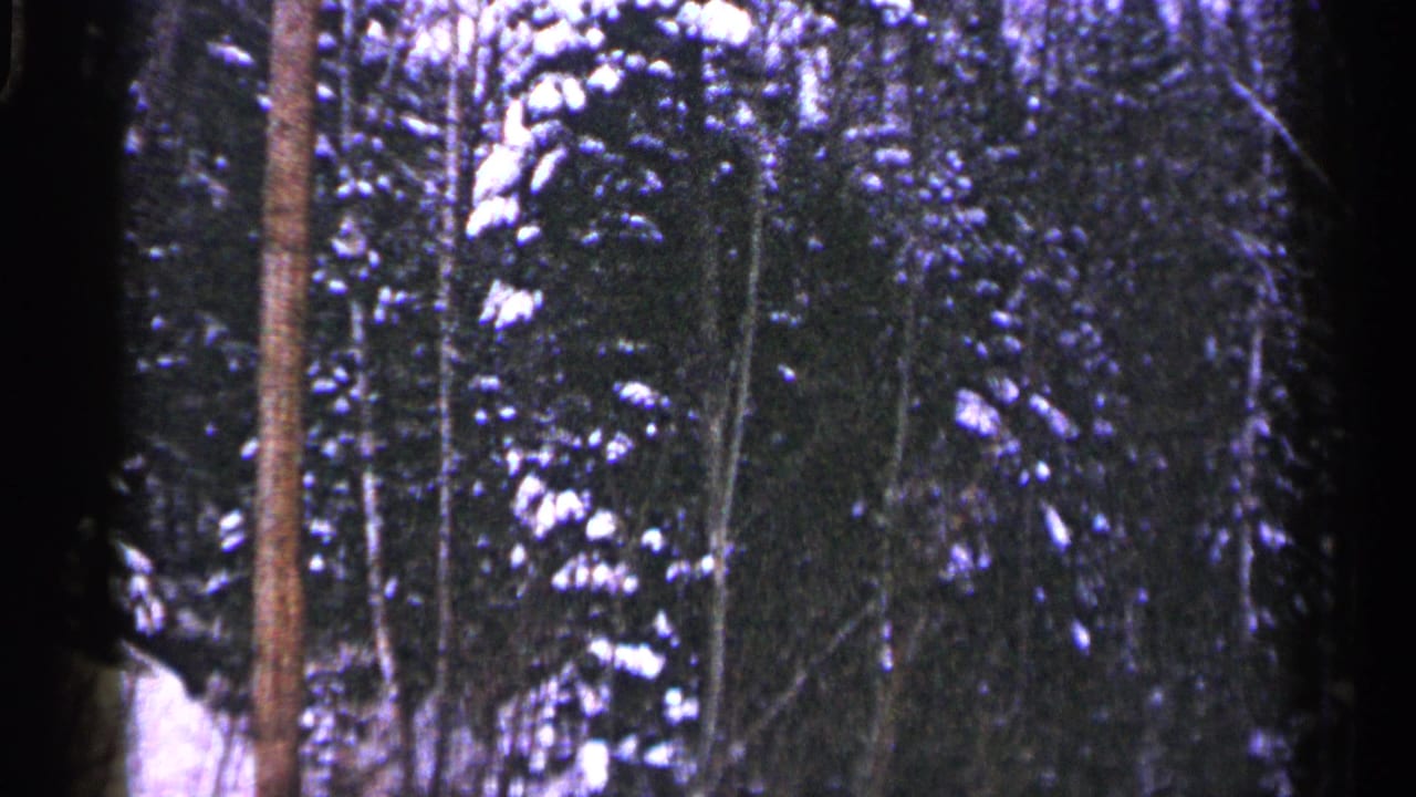 Snowy Duluth forest view on 8mm film, with evergreen branches, bare trunks, and a dark foreground trunk along the left side.