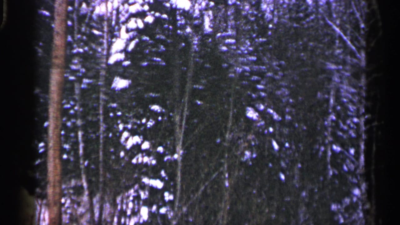 1960 Duluth, Minnesota 8mm frame showing snowy evergreens and bare trunks on a wooded slope.