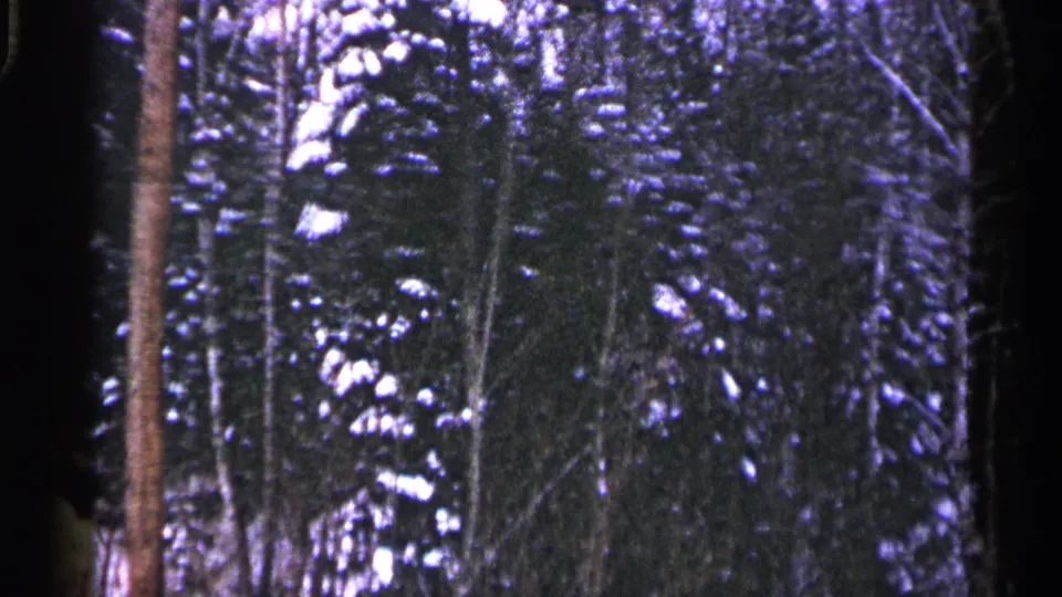 1960 Duluth, Minnesota 8mm frame showing snowy evergreens and bare trunks on a wooded slope.