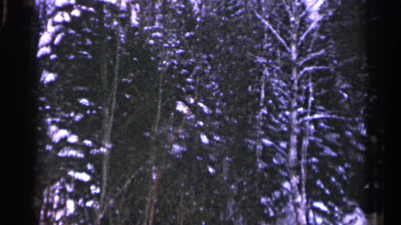 Dense snowy forest with evergreens and bare branches.