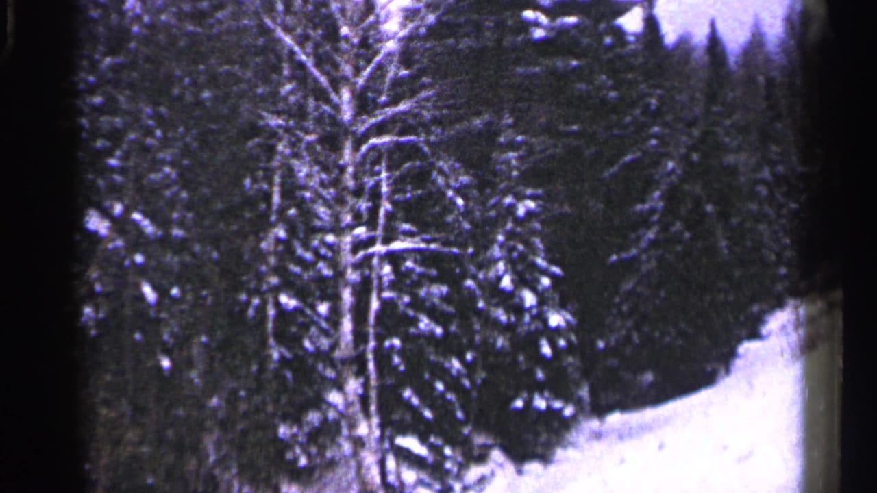 1960 Duluth home-movie frame showing snowy evergreens and a curving winter trail or roadside through forest.