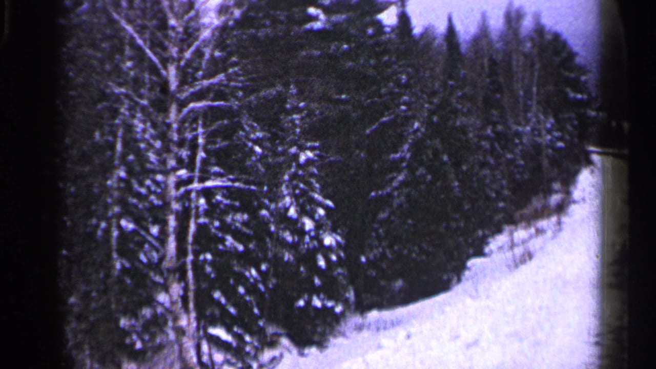 Snowy forest slope with trees lining a curved path.