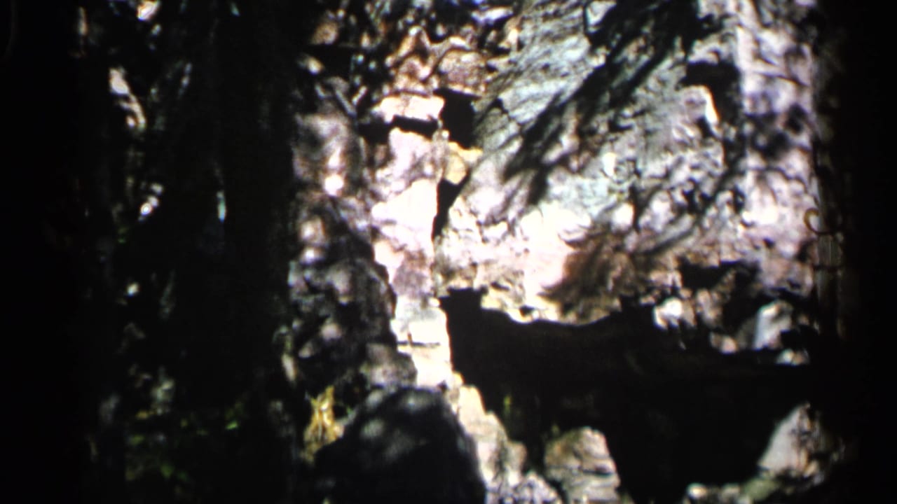 Sunlit rock wall surrounded by dark trees and forest shadow.