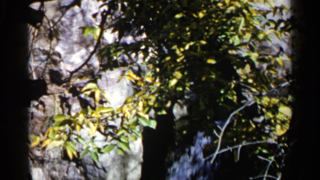 Sunlit leaves and branches in front of pale rocks and dark tree trunks.