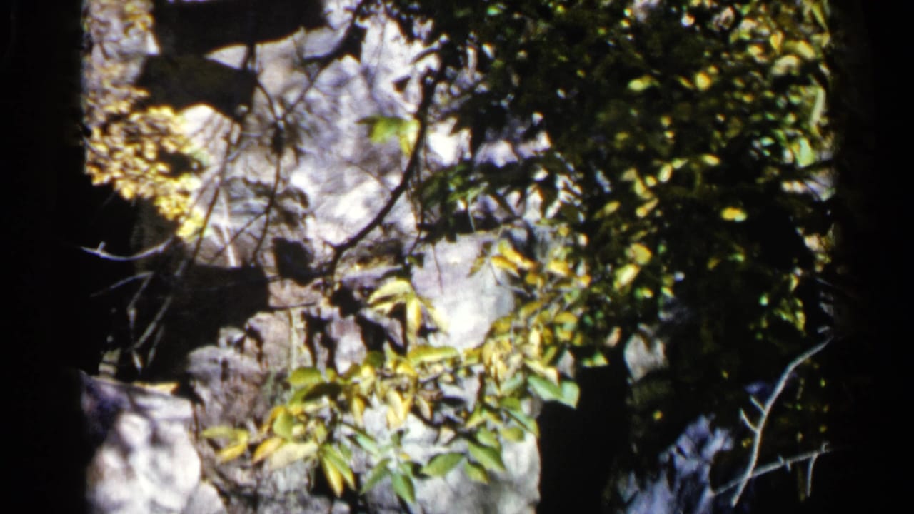 Dense foliage and branches partly obscure light-colored rocks in shade.