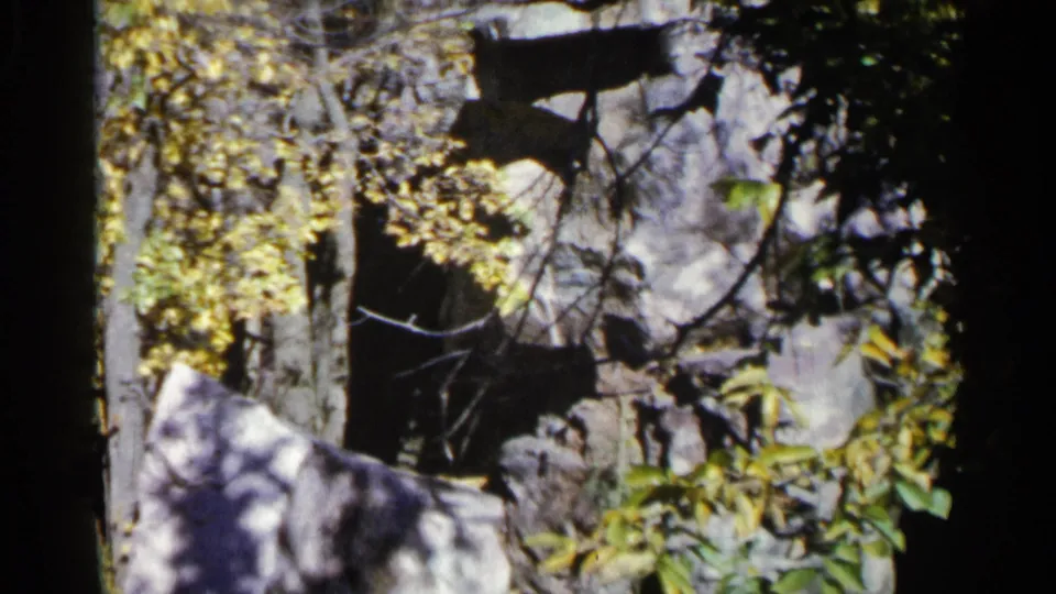 1960 Sioux Falls home-movie frame ending on layered branches, mixed green-yellow leaves, tree trunks, and rock surfaces.