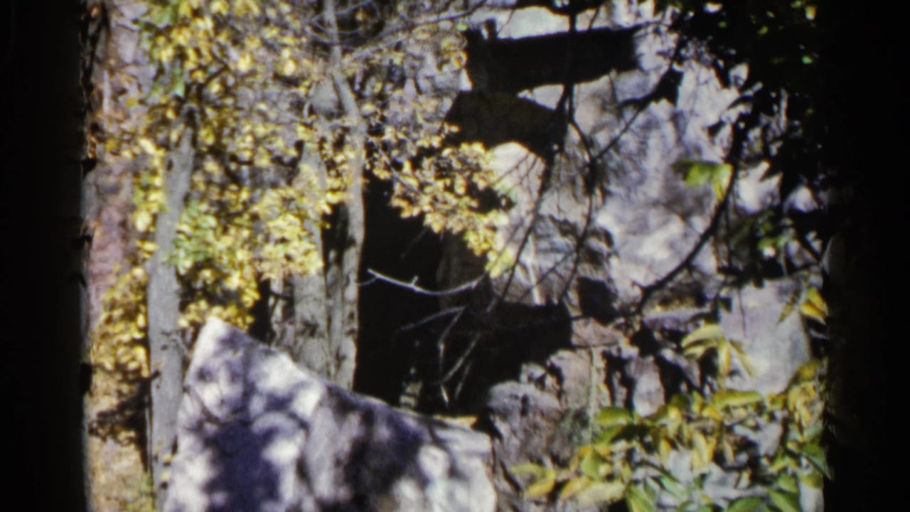 Wooded area with yellow leaves, tree trunks, rocks, and deep shadows.