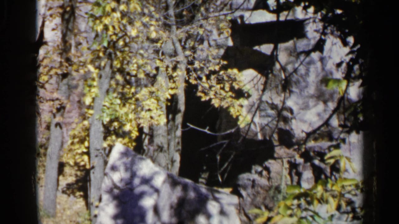 Autumn trees and pale rocks with a small bird shape among shadows.