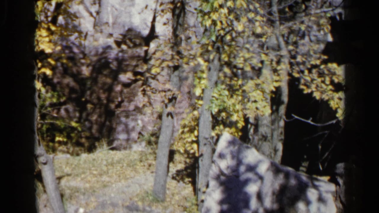 Autumn trees and pale rocks with grass in dappled sunlight.