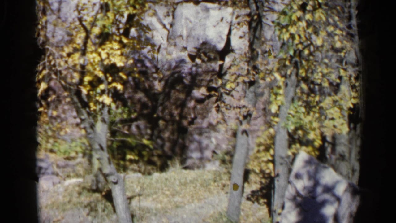 Wooded area with rocks, grass, and autumn foliage.