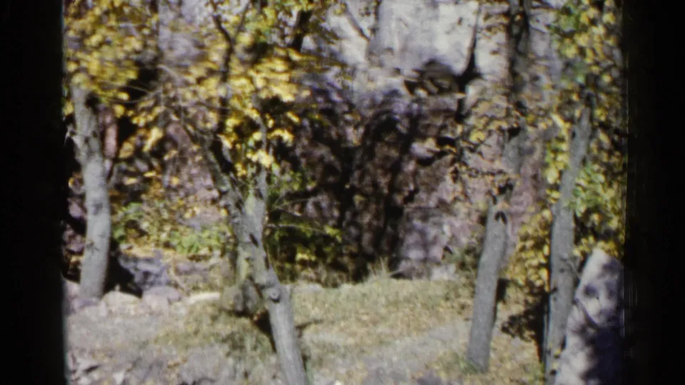 1960 8mm frame from Sioux Falls showing a wooded autumn landscape with rocks behind slim tree trunks.