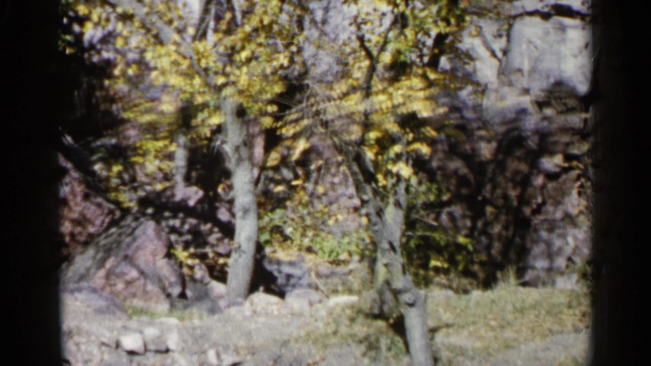 Rocky wooded area with trees and yellow-green leaves.