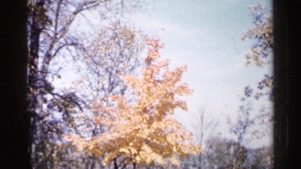 Golden autumn tree and bare branches beneath a pale sky.